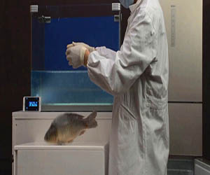 13分钟复活冻鱼 冰箱上演活体冷冻术